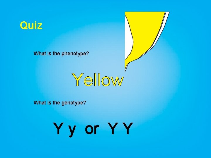 Quiz What is the phenotype? Yellow What is the genotype? Y y or Y