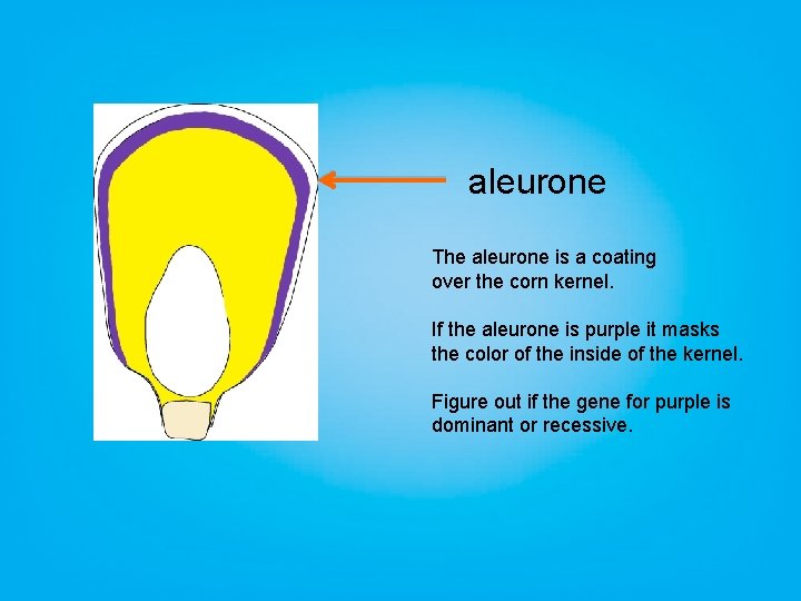 aleurone The aleurone is a coating over the corn kernel. If the aleurone is