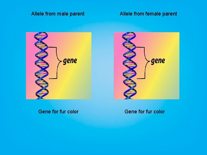 Allele from male parent Gene for fur color Allele from female parent Gene for