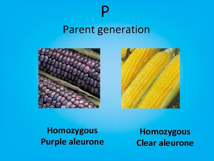 P Parent generation Homozygous Purple aleurone Homozygous Clear aleurone 