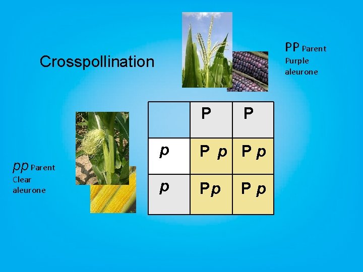 PP Parent Crosspollination Purple aleurone P pp Parent Clear aleurone P p Pp Pp