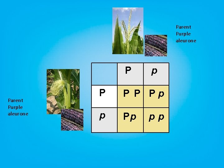 Parent Purple aleurone P Parent Purple aleurone p P Pp pp 