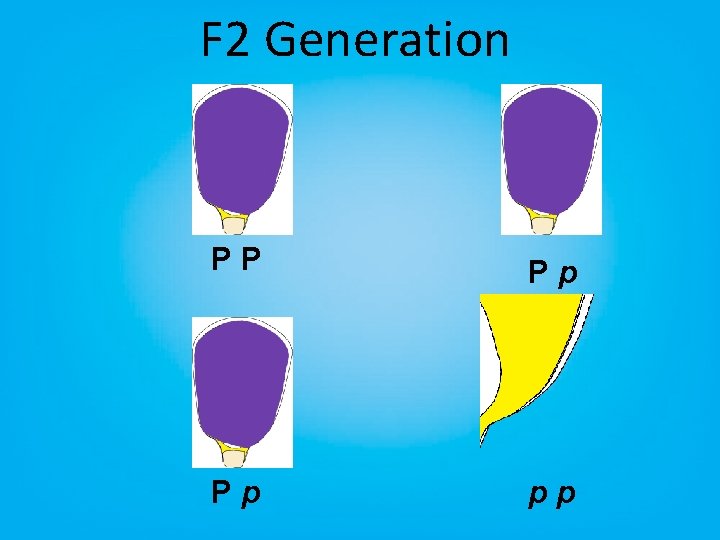 F 2 Generation PP Pp Pp pp 