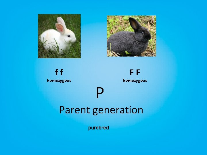 ff homozygous FF P homozygous Parent generation purebred 