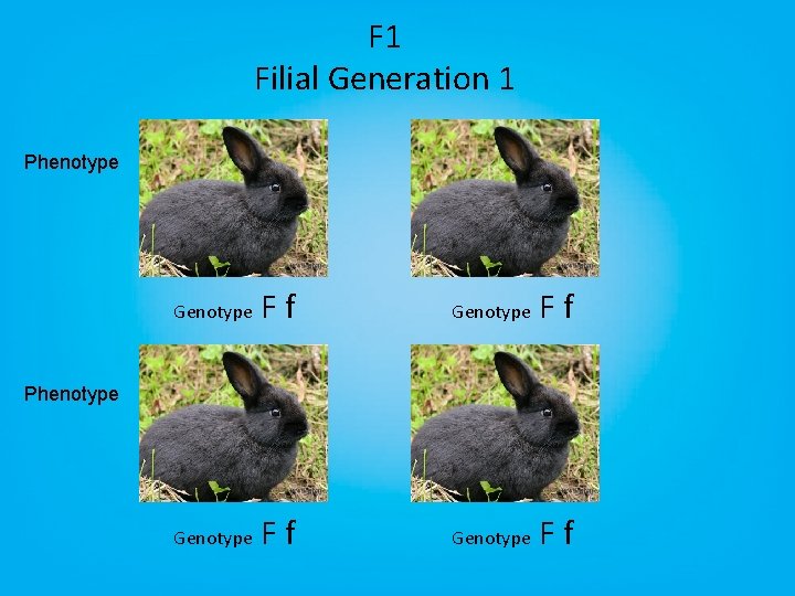 F 1 Filial Generation 1 Phenotype Genotype Ff Phenotype 