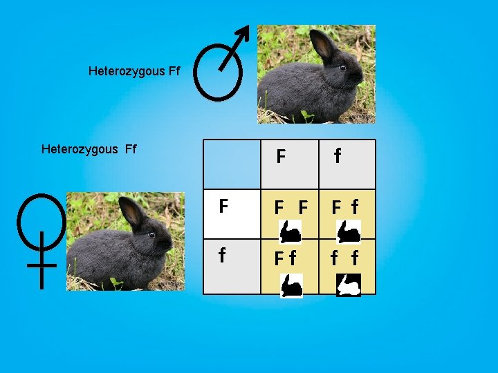 Heterozygous Ff F F F F f f Ff f f Heterozygous Ff 