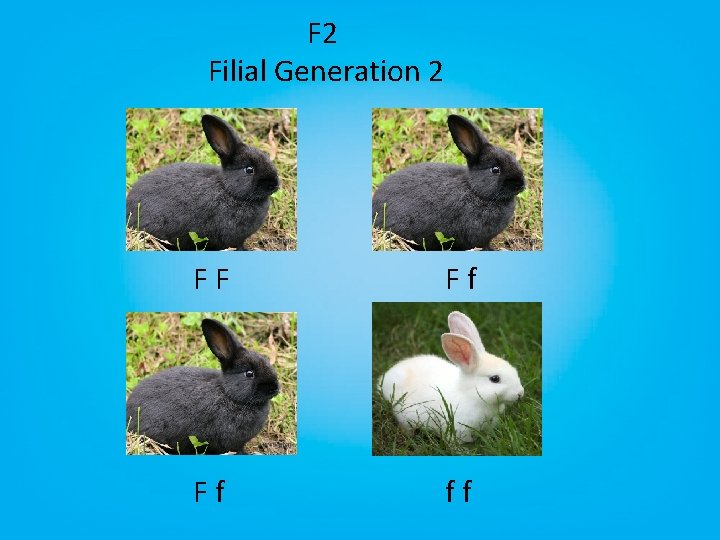 F 2 Filial Generation 2 FF Ff Ff ff 