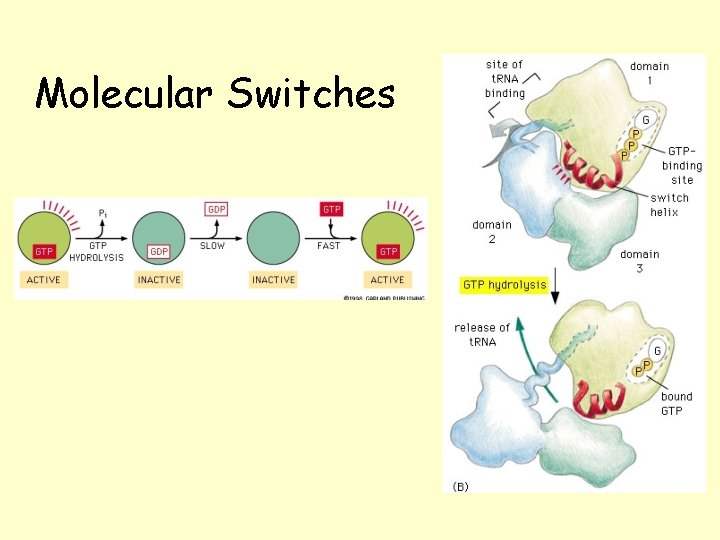 Protein Function Switch Chapter 4 Protein Structure and Function Proteins Make