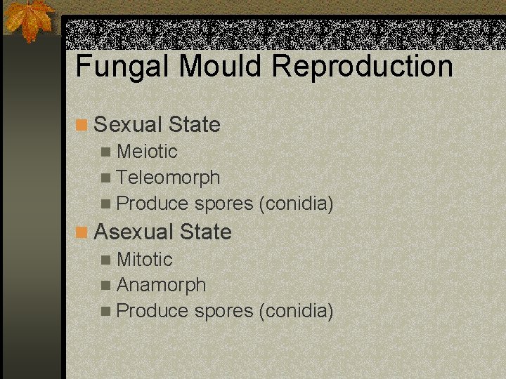 Fungal Mould Reproduction n Sexual State n Meiotic n Teleomorph n Produce spores (conidia)