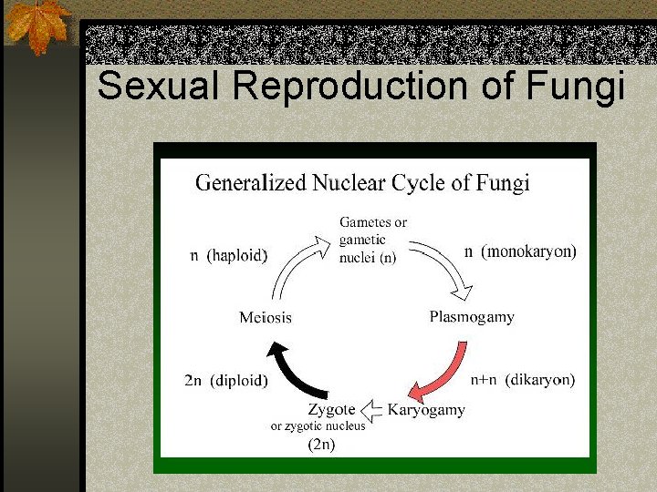 Sexual Reproduction of Fungi 