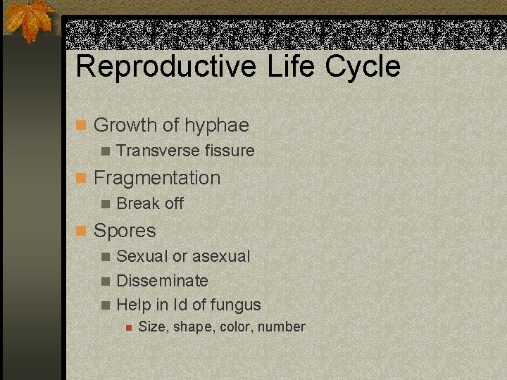 Reproductive Life Cycle n Growth of hyphae n Transverse fissure n Fragmentation n Break
