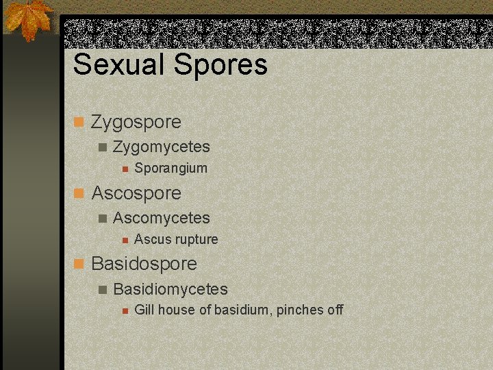 Sexual Spores n Zygospore n Zygomycetes n Sporangium n Ascospore n Ascomycetes n Ascus