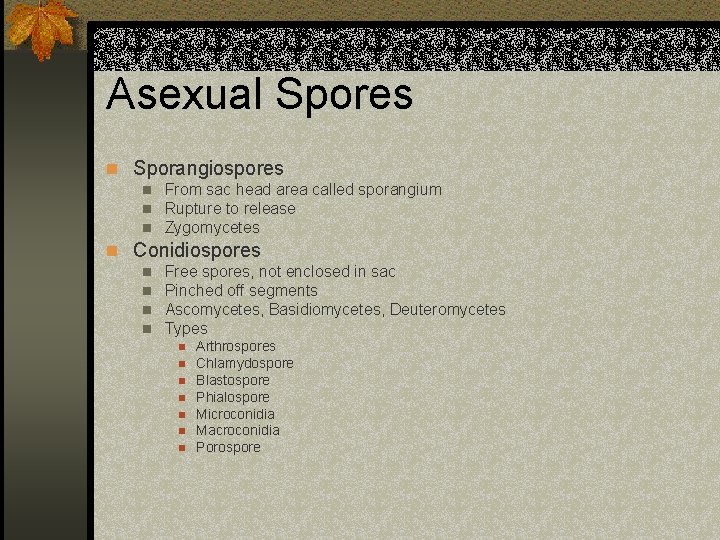 Asexual Spores n Sporangiospores n n n From sac head area called sporangium Rupture