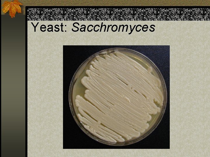 Yeast: Sacchromyces 