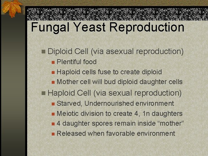 Fungal Yeast Reproduction n Diploid Cell (via asexual reproduction) n Plentiful food n Haploid