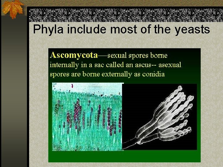 Phyla include most of the yeasts 