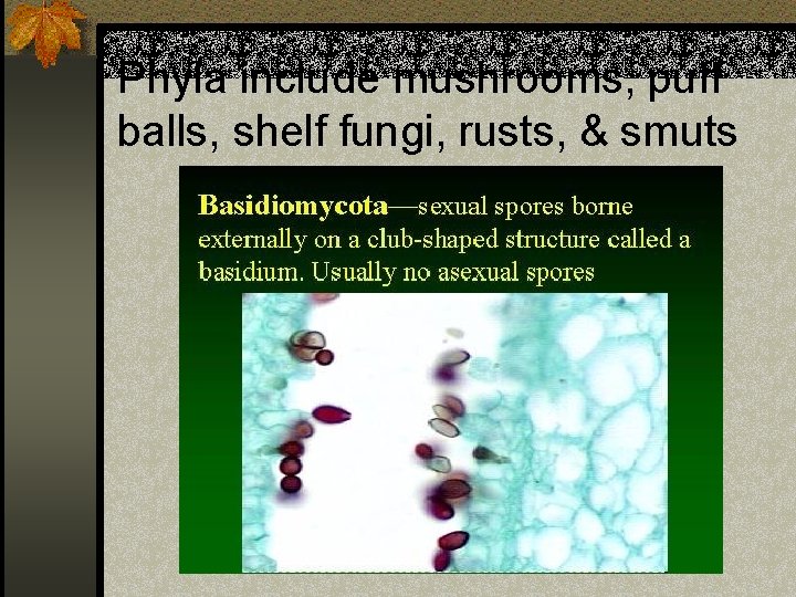 Phyla include mushrooms, puff balls, shelf fungi, rusts, & smuts 