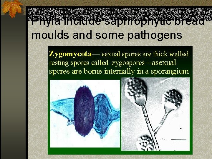 Phyla include saphrophytic bread moulds and some pathogens 
