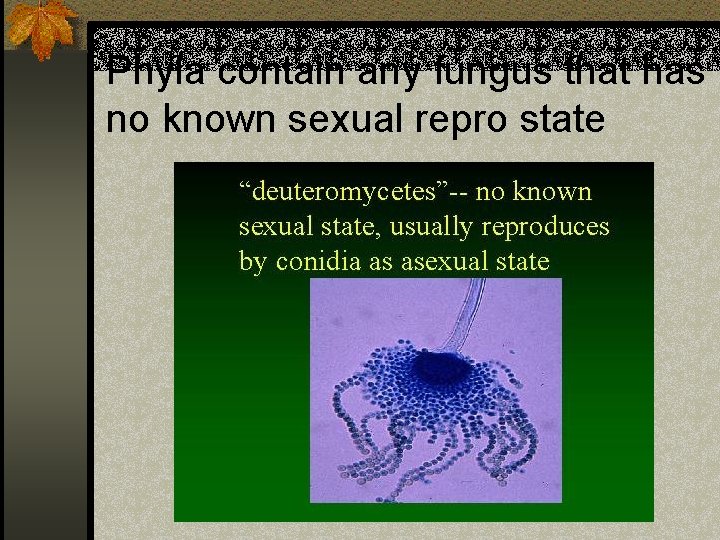 Phyla contain any fungus that has no known sexual repro state 