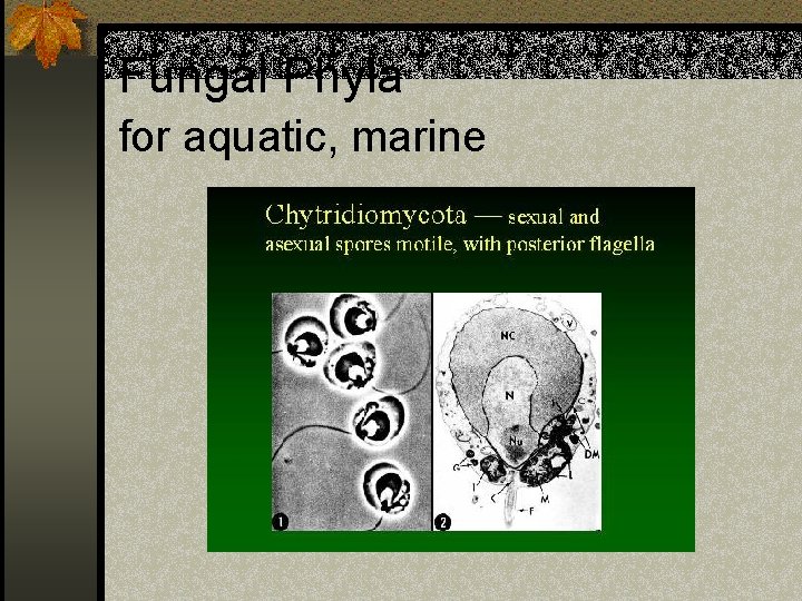 Fungal Phyla for aquatic, marine 