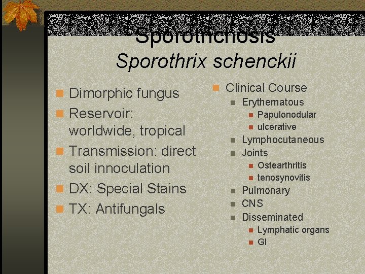 Sporotrichosis Sporothrix schenckii n Dimorphic fungus n Reservoir: worldwide, tropical n Transmission: direct soil