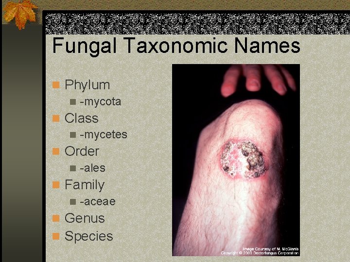 Fungal Taxonomic Names n Phylum n -mycota n Class n -mycetes n Order n