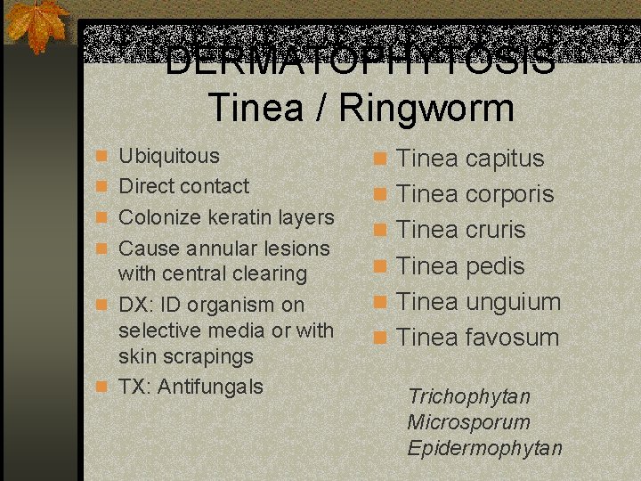 DERMATOPHYTOSIS Tinea / Ringworm n Ubiquitous n Tinea capitus n Direct contact n Tinea