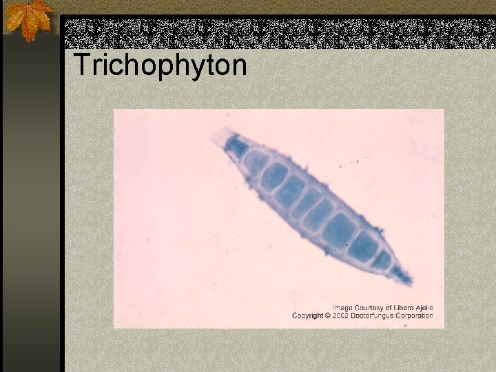 Trichophyton 