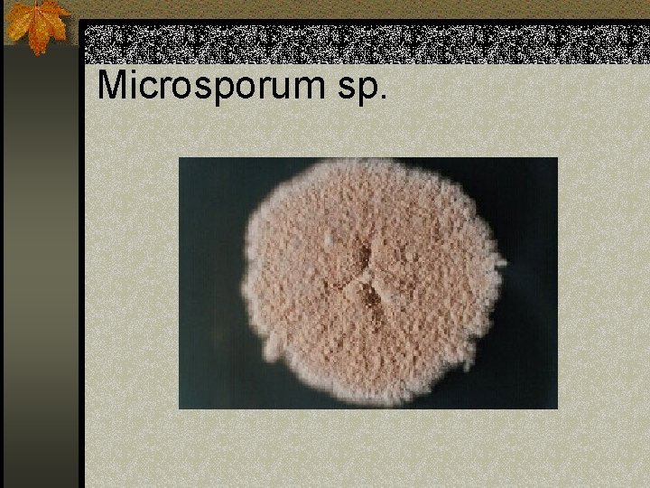 Microsporum sp. 