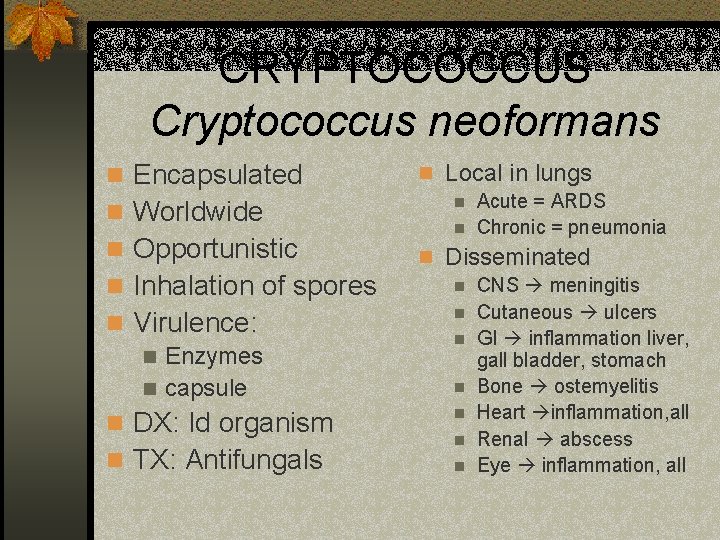CRYPTOCOCCUS Cryptococcus neoformans n Encapsulated n Worldwide n Opportunistic n Inhalation of spores n