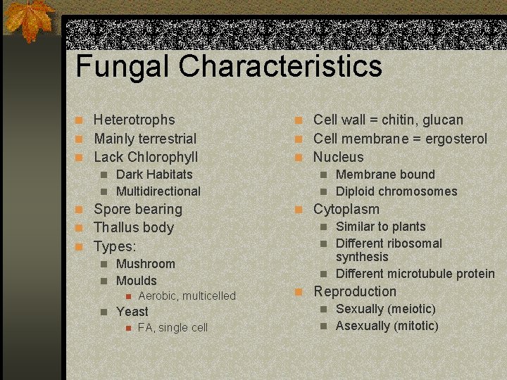 Fungal Characteristics n Heterotrophs n Cell wall = chitin, glucan n Mainly terrestrial n