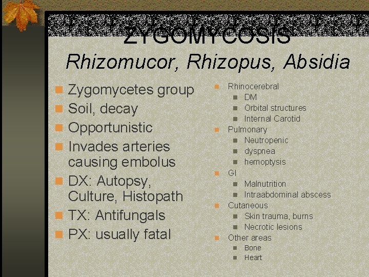 ZYGOMYCOSIS Rhizomucor, Rhizopus, Absidia n Zygomycetes group n n Soil, decay n Opportunistic n
