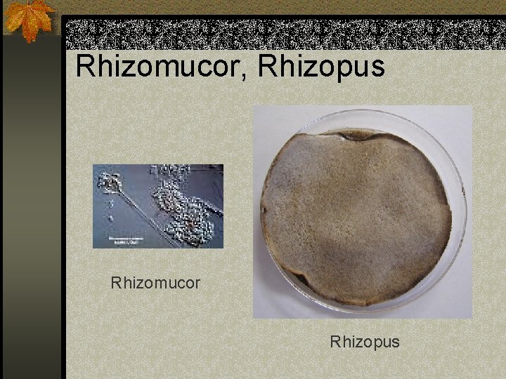 Rhizomucor, Rhizopus Rhizomucor Rhizopus 