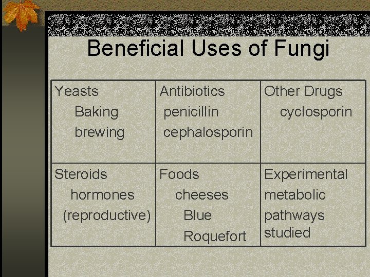 Beneficial Uses of Fungi Yeasts Baking brewing Antibiotics Other Drugs penicillin cyclosporin cephalosporin Steroids