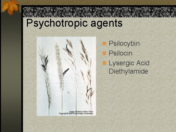 Psychotropic agents n Psilocybin n Psilocin n Lysergic Acid Diethylamide 