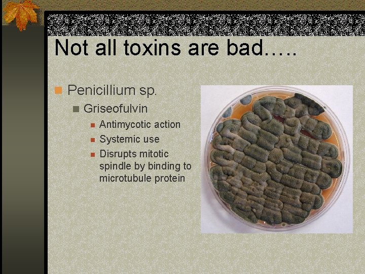 Not all toxins are bad…. . n Penicillium sp. n Griseofulvin n Antimycotic action