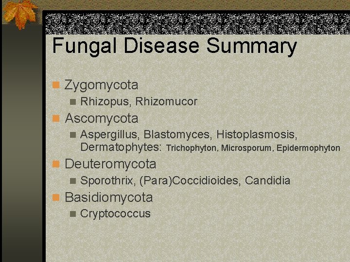 Fungal Disease Summary n Zygomycota n Rhizopus, Rhizomucor n Ascomycota n Aspergillus, Blastomyces, Histoplasmosis,