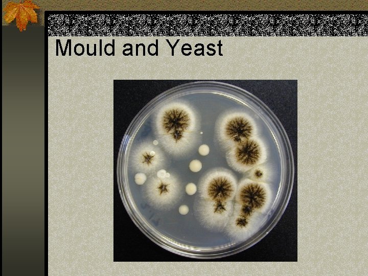 Mould and Yeast 