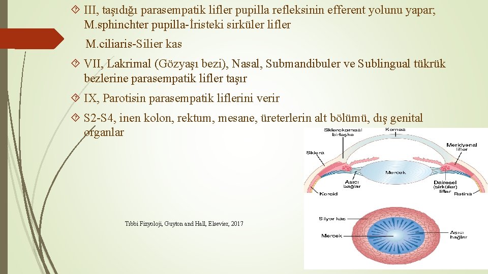  III, taşıdığı parasempatik lifler pupilla refleksinin efferent yolunu yapar; M. sphinchter pupilla-İristeki sirküler