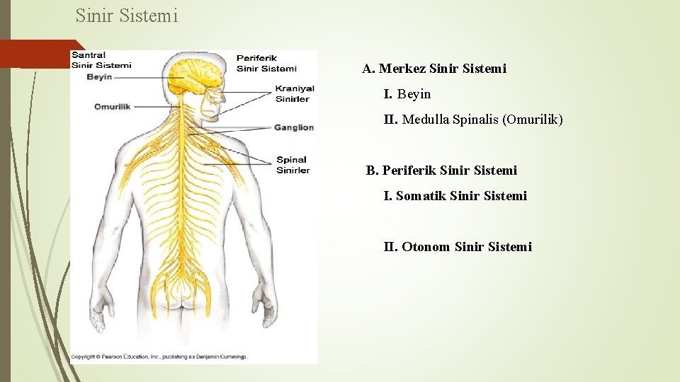 Sinir Sistemi A. Merkez Sinir Sistemi I. Beyin II. Medulla Spinalis (Omurilik) B. Periferik