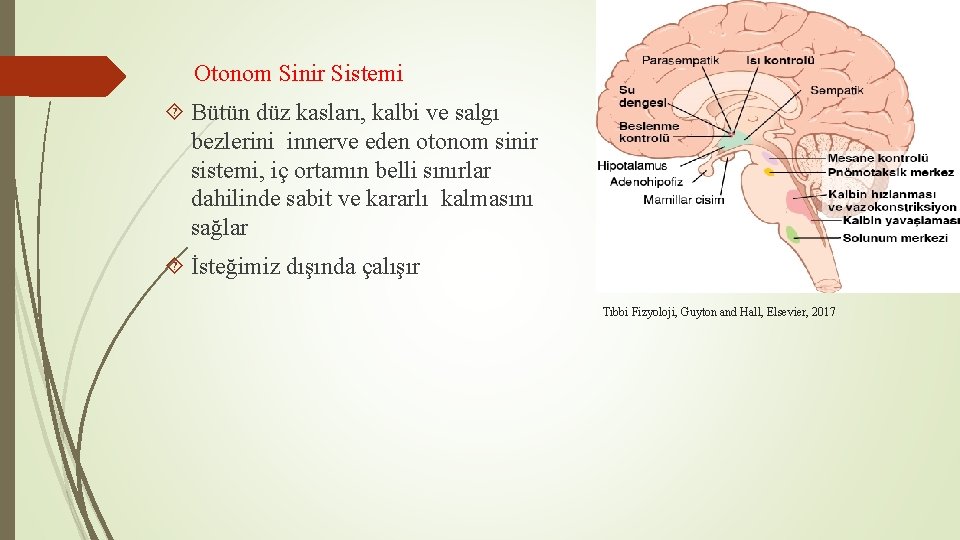 Otonom Sinir Sistemi Bütün düz kasları, kalbi ve salgı bezlerini innerve eden otonom sinir