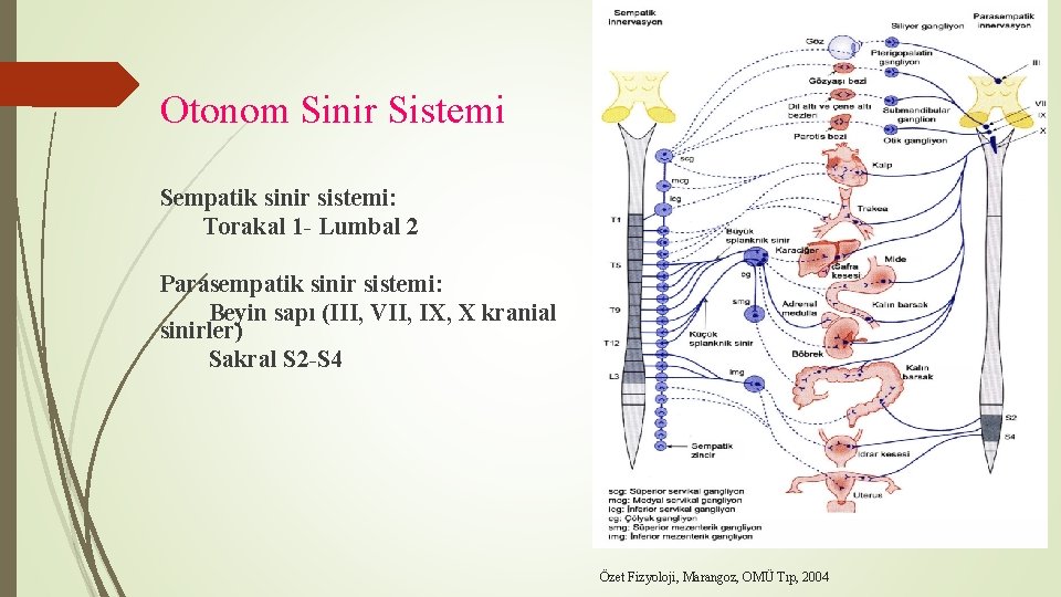 Otonom Sinir Sistemi Sempatik sinir sistemi: Torakal 1 - Lumbal 2 Parasempatik sinir sistemi: