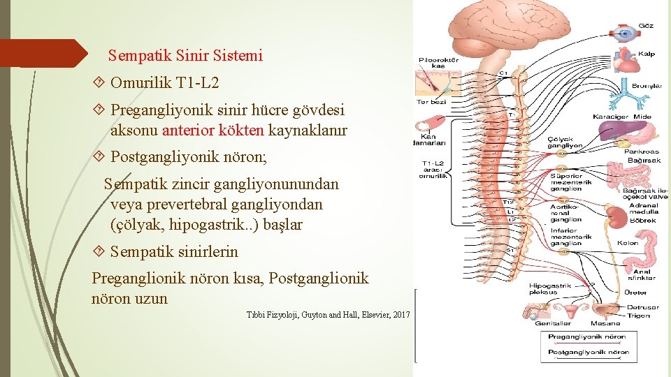 Sempatik Sinir Sistemi Omurilik T 1 -L 2 Pregangliyonik sinir hücre gövdesi aksonu anterior