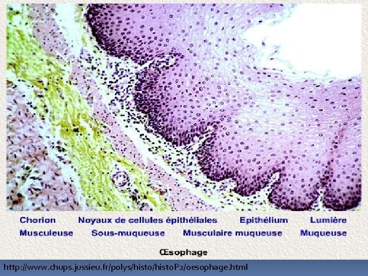 http: //www. chups. jussieu. fr/polys/histo. P 2/oesophage. html 