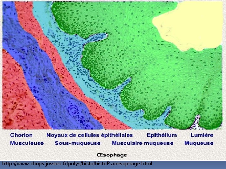 http: //www. chups. jussieu. fr/polys/histo. P 2/oesophage. html 