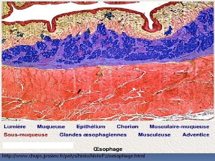 http: //www. chups. jussieu. fr/polys/histo. P 2/oesophage. html 