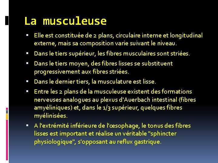 La musculeuse Elle est constituée de 2 plans, circulaire interne et longitudinal externe, mais