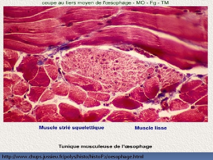 http: //www. chups. jussieu. fr/polys/histo. P 2/oesophage. html 