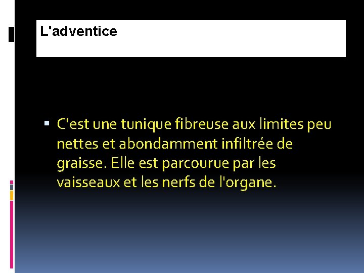 L'adventice C'est une tunique fibreuse aux limites peu nettes et abondamment infiltrée de graisse.