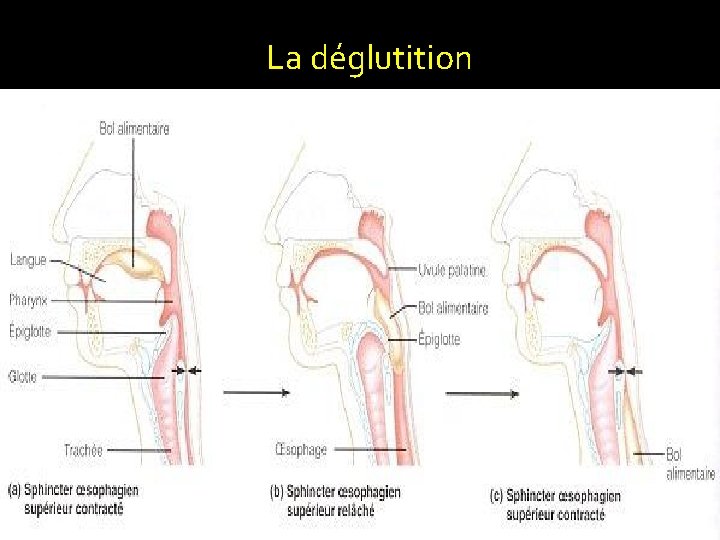 La déglutition 